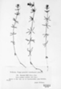 Puccinia galii image